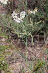 Southern jointweed